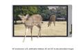 Sharp+3D+touchscreen+LCD+panel