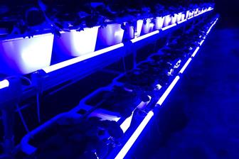 LED horticultural lighting devices used in a strawberry farm
